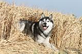SIBERIAN HUSKY 014